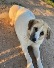 MAHA, Hund, Mischlingshund in Griechenland - Bild 11