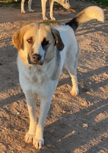 MAHA, Hund, Mischlingshund in Griechenland - Bild 2