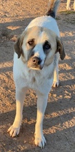 MAHA, Hund, Mischlingshund in Griechenland - Bild 3