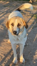 MAHA, Hund, Mischlingshund in Griechenland - Bild 4