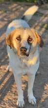 MAHA, Hund, Mischlingshund in Griechenland - Bild 6
