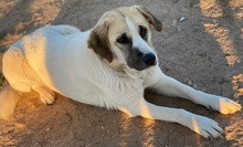 MAHA, Hund, Mischlingshund in Griechenland - Bild 7