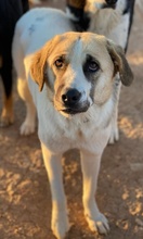 MAHA, Hund, Mischlingshund in Griechenland - Bild 8