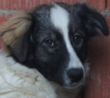 FINIA, Hund, Mischlingshund in Rumänien - Bild 1