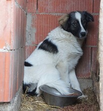 FINIA, Hund, Mischlingshund in Rumänien - Bild 2
