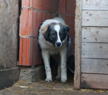 FINIA, Hund, Mischlingshund in Rumänien - Bild 3