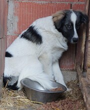 FINIA, Hund, Mischlingshund in Rumänien - Bild 4