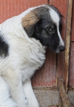FINIA, Hund, Mischlingshund in Rumänien - Bild 5