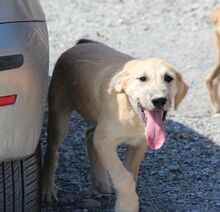 KLAUS, Hund, Mischlingshund in Italien - Bild 10