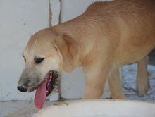 KLAUS, Hund, Mischlingshund in Italien - Bild 11