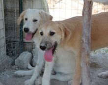 KLAUS, Hund, Mischlingshund in Italien - Bild 12