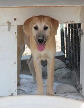 KLAUS, Hund, Mischlingshund in Italien - Bild 13