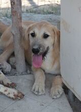 KLAUS, Hund, Mischlingshund in Italien - Bild 7