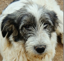INDRA, Hund, Hirtenhund-Mix in Rumänien - Bild 1
