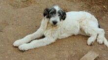 INDRA, Hund, Hirtenhund-Mix in Rumänien - Bild 2