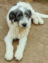 INDRA, Hund, Hirtenhund-Mix in Rumänien - Bild 3