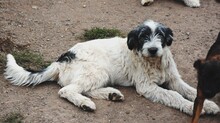 INDRA, Hund, Hirtenhund-Mix in Rumänien - Bild 4