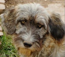 IVETTE, Hund, Hirtenhund-Mix in Rumänien - Bild 1