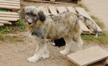 IVETTE, Hund, Hirtenhund-Mix in Rumänien - Bild 2
