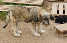 IVETTE, Hund, Hirtenhund-Mix in Rumänien - Bild 3