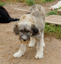 IVETTE, Hund, Hirtenhund-Mix in Rumänien - Bild 4