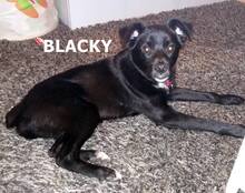BLACKY, Hund, Mischlingshund in Langenhagen - Bild 2