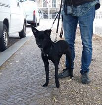 BLACKY, Hund, Mischlingshund in Langenhagen - Bild 5