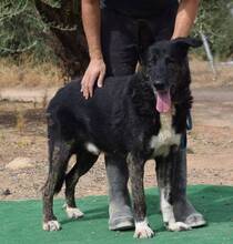 WALDO, Hund, Deutscher Schäferhund-Mix in Spanien - Bild 4