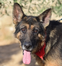 ROCO, Hund, Deutscher Schäferhund in Spanien - Bild 1