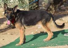 ROCO, Hund, Deutscher Schäferhund in Spanien - Bild 3
