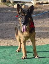 ROCO, Hund, Deutscher Schäferhund in Spanien - Bild 4