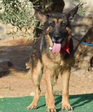 ROCO, Hund, Deutscher Schäferhund in Spanien - Bild 6