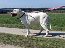 TORO, Hund, Dogo Argentino-Mix in Weischlitz - Bild 3