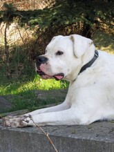 TORO, Hund, Dogo Argentino-Mix in Weischlitz - Bild 4