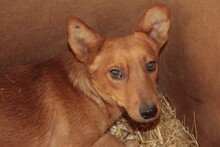 SILVAN, Hund, Mischlingshund in Rumänien - Bild 1
