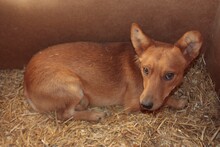 SILVAN, Hund, Mischlingshund in Rumänien - Bild 2
