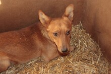 SILVAN, Hund, Mischlingshund in Rumänien - Bild 3