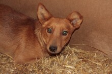SILVAN, Hund, Mischlingshund in Rumänien - Bild 4