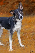 KOBE, Hund, Mischlingshund in Michelstadt - Bild 1