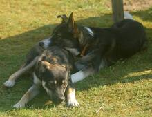KOBE, Hund, Mischlingshund in Michelstadt - Bild 11