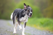 KOBE, Hund, Mischlingshund in Michelstadt - Bild 12