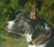 KOBE, Hund, Mischlingshund in Michelstadt - Bild 13