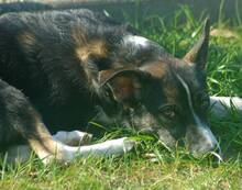 KOBE, Hund, Mischlingshund in Michelstadt - Bild 19