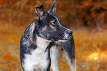 KOBE, Hund, Mischlingshund in Michelstadt - Bild 2