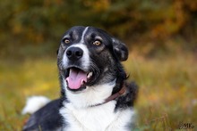 KOBE, Hund, Mischlingshund in Michelstadt - Bild 3