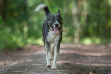 KOBE, Hund, Mischlingshund in Michelstadt - Bild 4