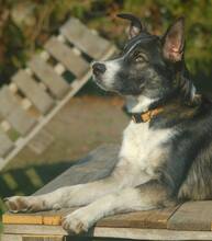 KOBE, Hund, Mischlingshund in Michelstadt - Bild 7