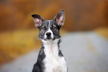 KOBE, Hund, Mischlingshund in Michelstadt - Bild 9