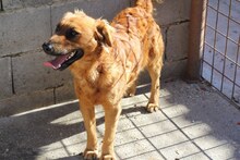PENTKE, Hund, Mischlingshund in Ungarn - Bild 1