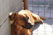 PENTKE, Hund, Mischlingshund in Ungarn - Bild 3
